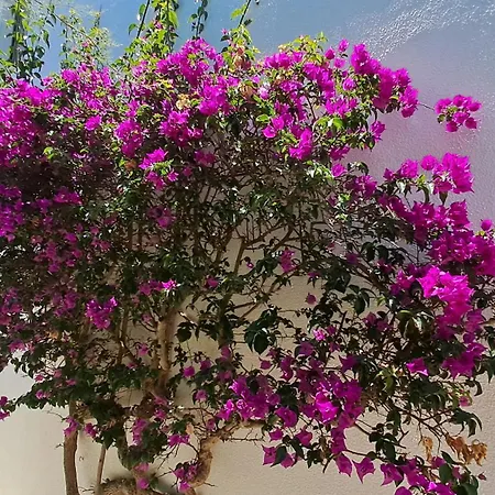 Sao Rafael 55 Lejlighed *