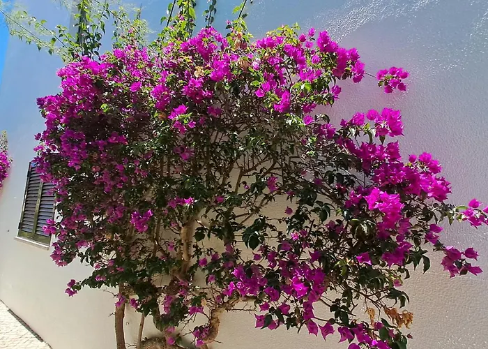 Sao Rafael 55 Lejlighed *